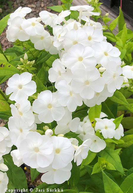 Phlox paniculata 'Younique White', syysleimu